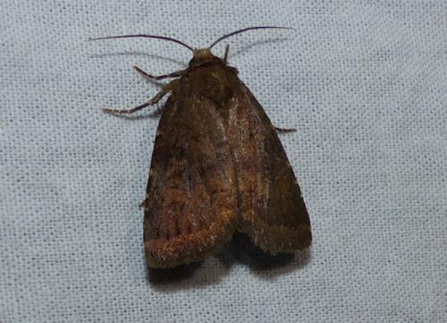 Réf. 327 689 : Rusina ferruginea
